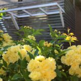 ひさし風？パーゴラ風？・・・のキウイ棚diy