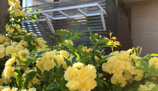 ひさし風？パーゴラ風？・・・のキウイ棚diy